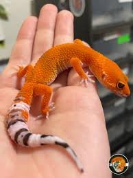 Tangerine Enigma Leopard Gecko