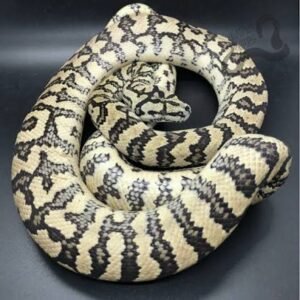 caramel-carpet-python