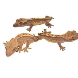 premium-crested-gecko