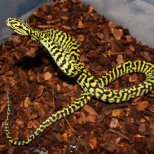 baby-zebra-jungle-carpet-python-curly-tail