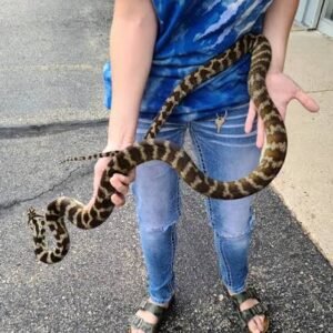 Baby Irian Jaya Carpet Python