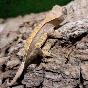 Partial Pinstripe Crested Gecko