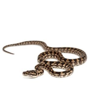 Coastal Het Axanthic Carpet Python