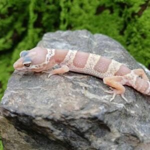 Mack Snow Albino Leopard Gecko