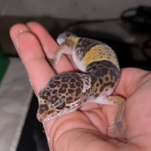 West Indian Leopard Gecko