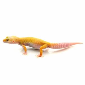 leucistic-leopard-gecko