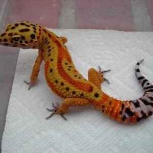 clown-albino-leopard-gecko