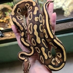 mojave-yellow-belly-og-ball-python