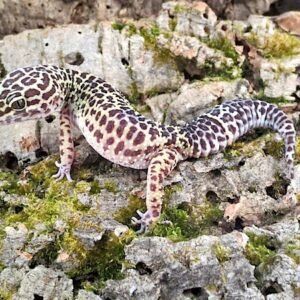 natural-leopard-geckos