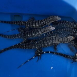 Black And White Argentina tegu (Male)