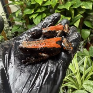 Red Banded Rubber Frog (Phrynomantis microps)