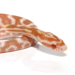 yearling-caramel-albino-cornsnake