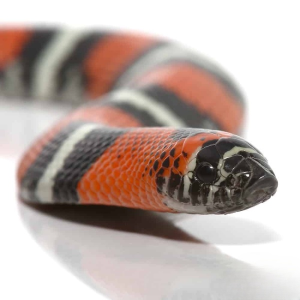 Tricolor Hognose Snake