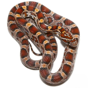 yearling-classic-cornsnake