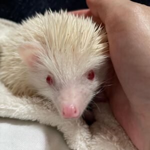 Pixie – Female