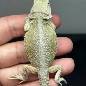male-hypo-possible-het-zero-trans-witblits-bearded-dragon-for-sale-2
