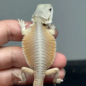 male-hypo-possible-het-zero-trans-witblits-bearded-dragon-for-sale