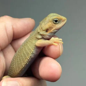 female-hypo-trans-possible-het-zero-witblits-bearded-dragon-for-sale