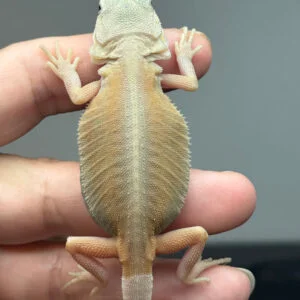 male, hypo, trans, leatherback, possible het zero, Witblits Bearded dragon for sale