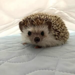 Cupcake – Female