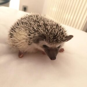 Precious – Female