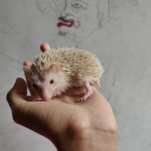 Sonic – Male