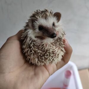 Gizmo – Male