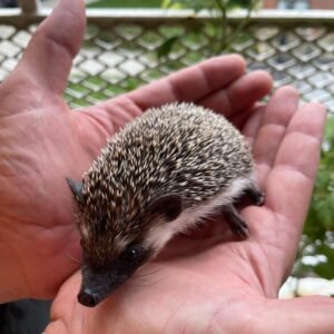 Needles – Female