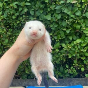 Gracie – female