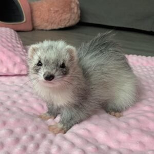 Julian – female