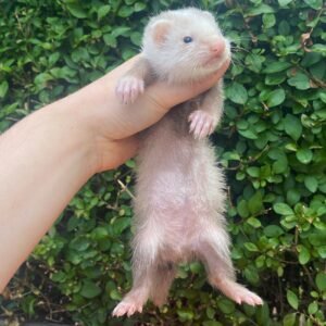 Rolo – male