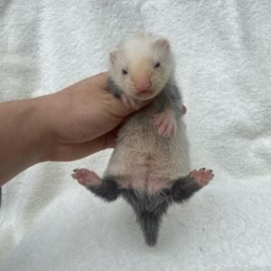 Male Ferrets for Sale